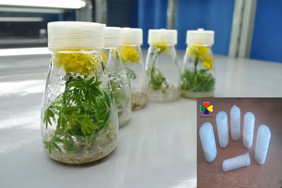 Hormônios vegetais Pesticida Zeatina Citocinina Pgr 99%Tc