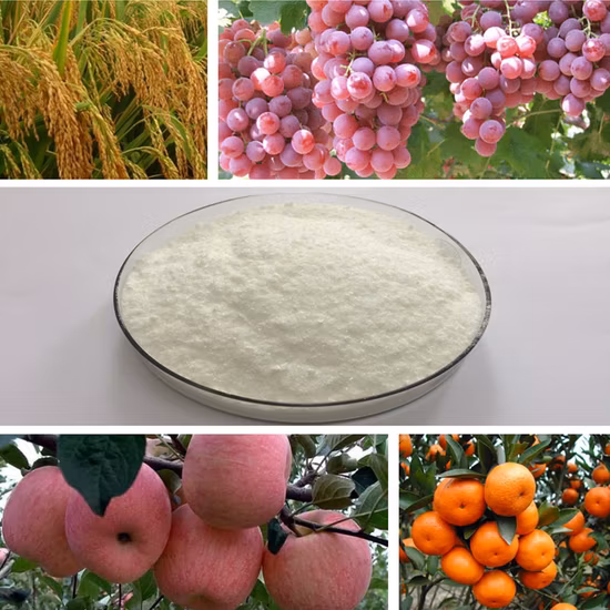 Citocinina CAS 1214 mais vendida