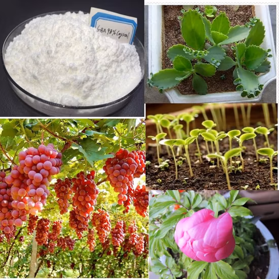 Regulador de crescimento vegetal Hormônio de enraizamento Seradix 6
